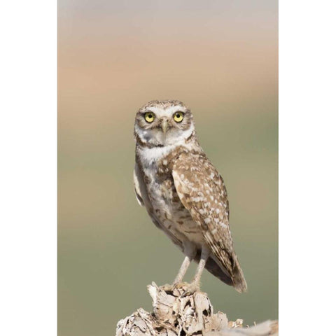 USA, Arizona, Buckeye Burrowing owl close-up Black Modern Wood Framed Art Print by Kaveney, Wendy