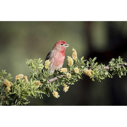 USA, Arizona, Amado Male house finch on branch Black Modern Wood Framed Art Print by Kaveney, Wendy