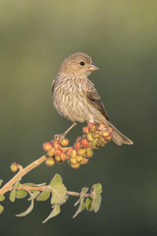 AZ, Amado House finch on skunkbush berries White Modern Wood Framed Art Print with Double Matting by Kaveney, Wendy