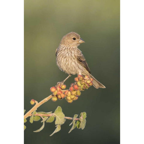 AZ, Amado House finch on skunkbush berries Black Modern Wood Framed Art Print by Kaveney, Wendy