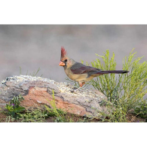 Arizona, Amado Female cardinal perched on rock Black Modern Wood Framed Art Print by Kaveney, Wendy