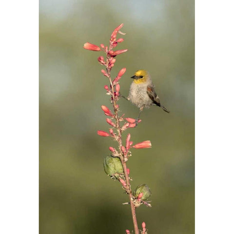 AZ, Amado Verdin on stalk of hesperaloe Black Modern Wood Framed Art Print by Kaveney, Wendy