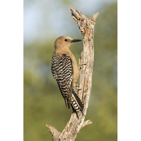 AZ, Amado Gila woodpecker on dead tree trunk Black Modern Wood Framed Art Print by Kaveney, Wendy