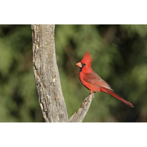 Arizona, Amado Northern cardinal on dead tree Black Modern Wood Framed Art Print by Kaveney, Wendy