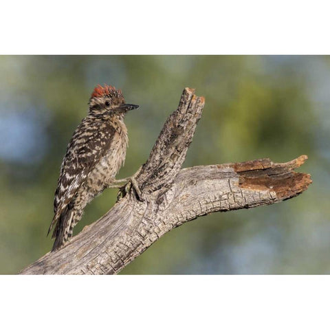 AZ, Amado Ladder-backed woodpecker on tree trunk Black Modern Wood Framed Art Print by Kaveney, Wendy