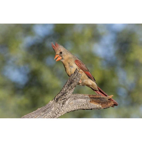 USA, Arizona, Amado Female cardinal on branch Black Modern Wood Framed Art Print by Kaveney, Wendy