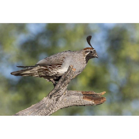 Arizona, Amado Gambels quail on dead branch Black Modern Wood Framed Art Print by Kaveney, Wendy