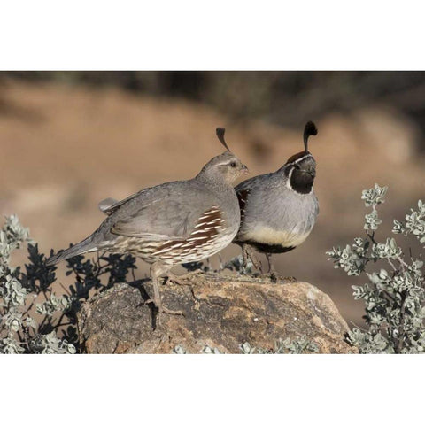 AZ, Amado Pair of Gambels quail perched on rock Black Modern Wood Framed Art Print by Kaveney, Wendy