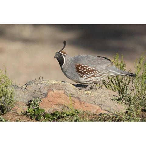 AZ, Amado Male Gambels quail perched on a rock Black Modern Wood Framed Art Print by Kaveney, Wendy