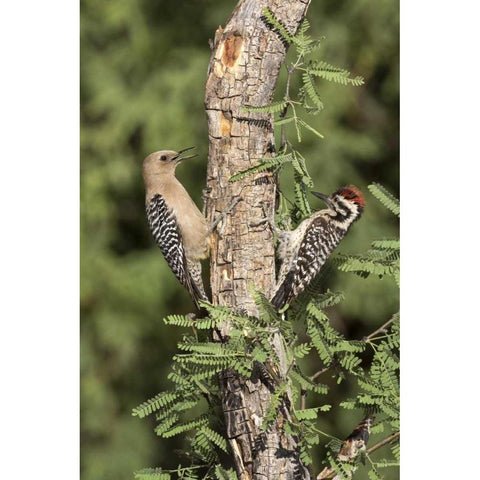 AZ, Amado Woodpeckers on tree trunk Black Modern Wood Framed Art Print by Kaveney, Wendy