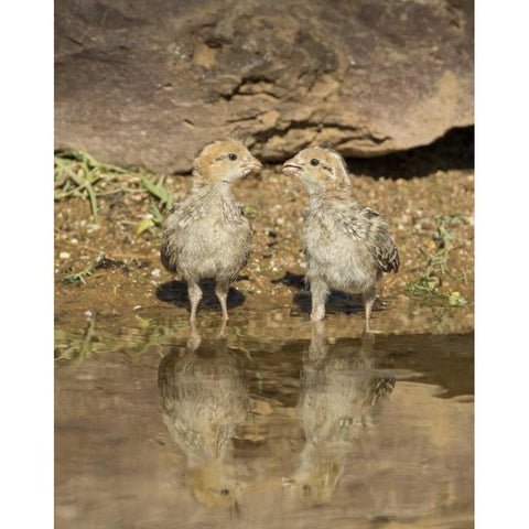 AZ, Amado Two Gambels quail chicks drinking Black Modern Wood Framed Art Print by Kaveney, Wendy