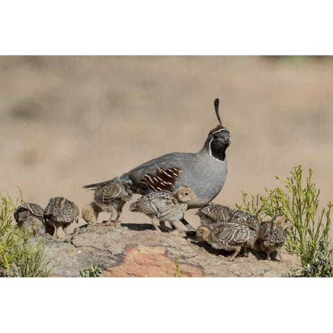 AZ, Amado Gambels quail and chicks on a rock Black Modern Wood Framed Art Print by Kaveney, Wendy