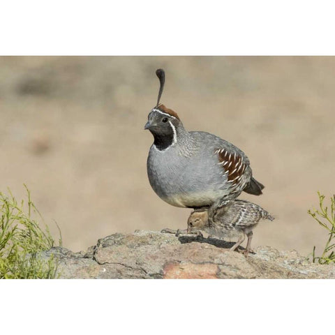 Arizona, Amado Male Gambels quail with chick Black Modern Wood Framed Art Print by Kaveney, Wendy