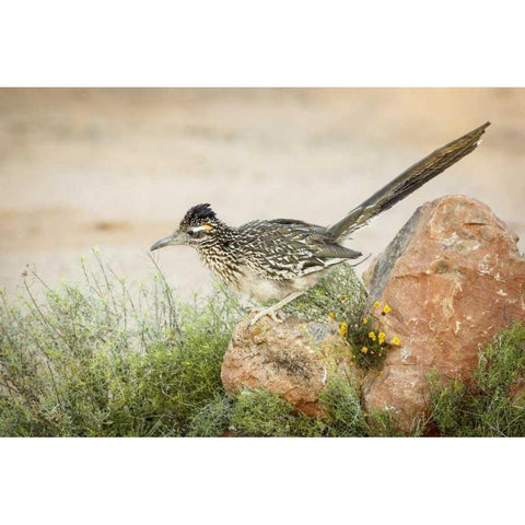 Arizona, Santa Rita Mts A greater roadrunner White Modern Wood Framed Art Print by Kaveney, Wendy
