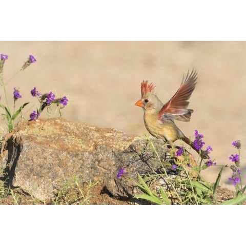 Arizona, Amado Female cardinal with wings spread White Modern Wood Framed Art Print by Kaveney, Wendy
