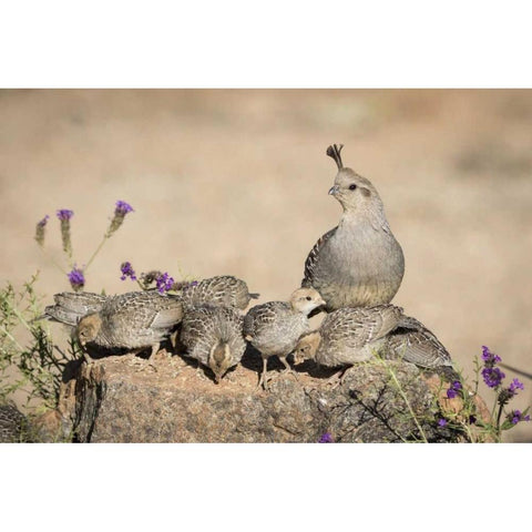 Arizona, Amado Female Gambels quail with chicks Black Modern Wood Framed Art Print by Kaveney, Wendy