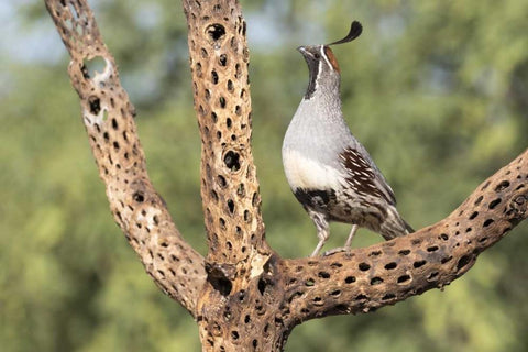 AZ, Amado Gambels quail on cholla skeleton White Modern Wood Framed Art Print with Double Matting by Kaveney, Wendy