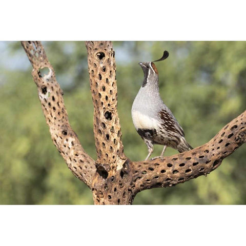 AZ, Amado Gambels quail on cholla skeleton Black Modern Wood Framed Art Print by Kaveney, Wendy