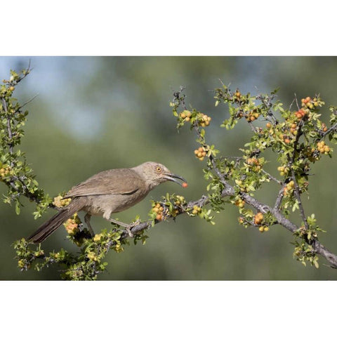 AZ, Amado Curve-billed thrasher with berry Gold Ornate Wood Framed Art Print with Double Matting by Kaveney, Wendy