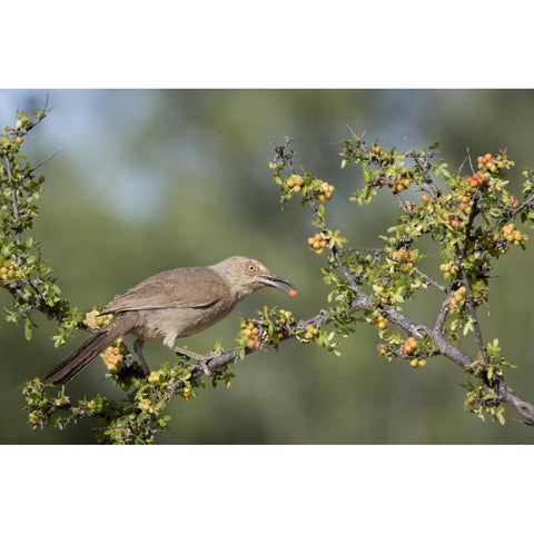 AZ, Amado Curve-billed thrasher with berry Black Modern Wood Framed Art Print by Kaveney, Wendy