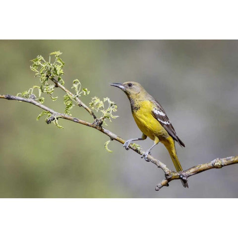 AZ, Santa Rita Mts Female Scotts oriole on tree Black Modern Wood Framed Art Print by Kaveney, Wendy