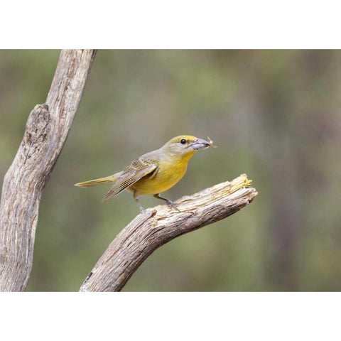 AZ, Santa Rita Mts Hepatic tanager eating bee Black Modern Wood Framed Art Print by Kaveney, Wendy