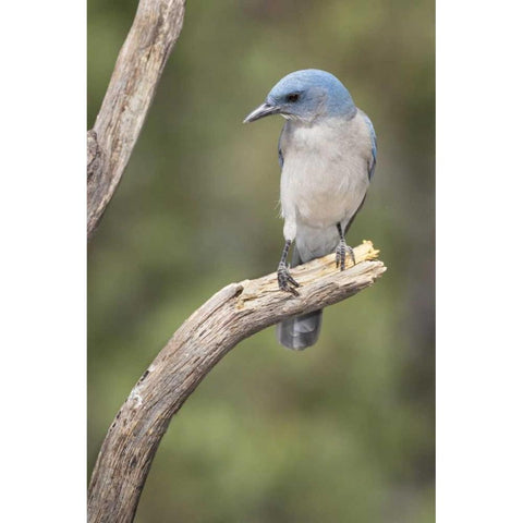 AZ, Santa Rita Mts Mexican jay perched on tree Black Modern Wood Framed Art Print by Kaveney, Wendy