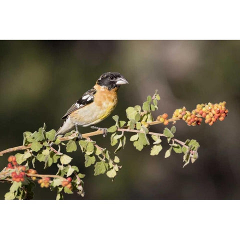 AZ, Amado Black-headed grosbeak on skunkbush Black Modern Wood Framed Art Print by Kaveney, Wendy