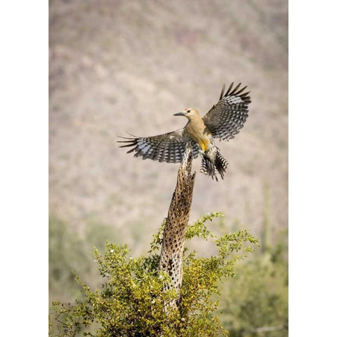 AZ, Buckeye Gila woodpecker on cholla skeleton Black Modern Wood Framed Art Print by Kaveney, Wendy