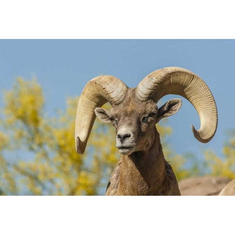 Arizona, Sonoran Desert Desert bighorn ram Black Modern Wood Framed Art Print by Illg, Cathy and Gordon