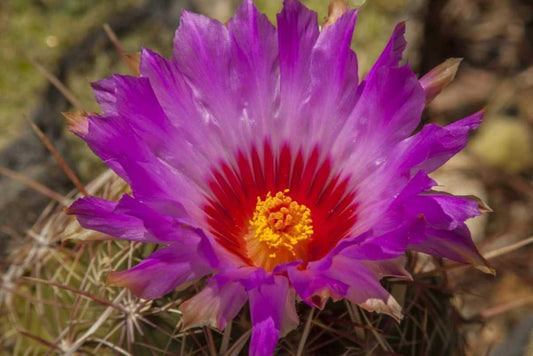 Image Only