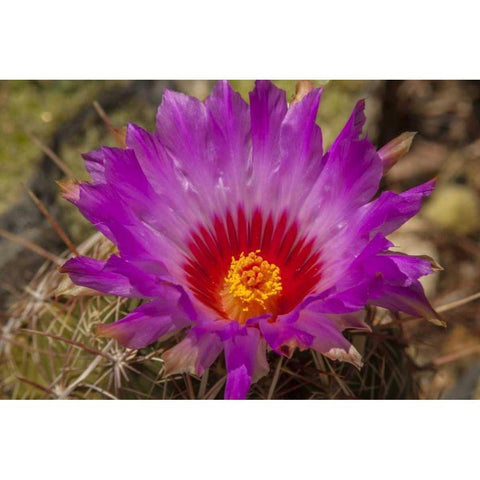Arizona, Sonoran Desert Cactus blossom close-up Black Modern Wood Framed Art Print by Illg, Cathy and Gordon