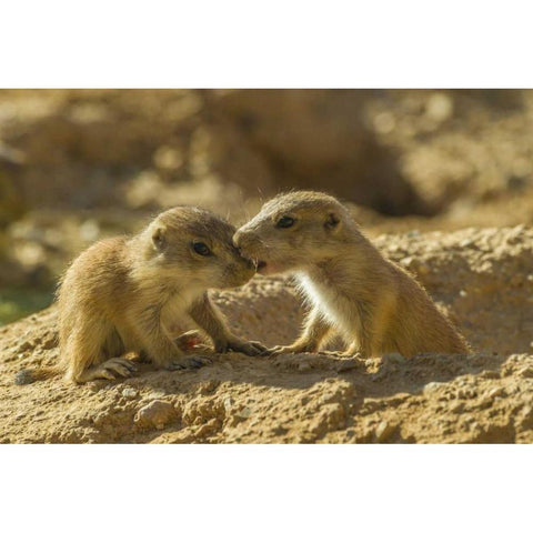 AZ, Sonoran Desert Black-tailed prairie dog Black Modern Wood Framed Art Print by Illg, Cathy and Gordon