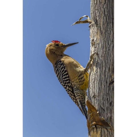 AZ, Sonoran Desert Gila woodpecker on ocotillo Black Modern Wood Framed Art Print by Illg, Cathy and Gordon