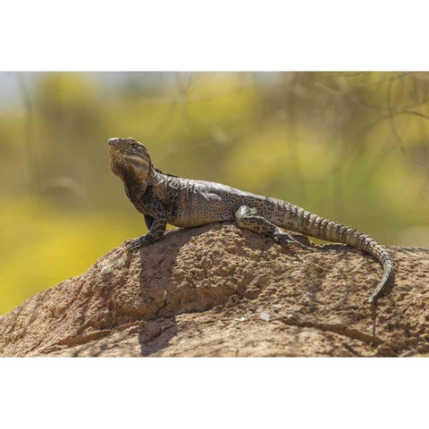 Arizona, Sonoran Desert Spiny-tailed iguana Black Modern Wood Framed Art Print by Illg, Cathy and Gordon