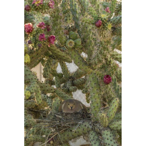 AZ, Sonoran Desert Mourning dove with chick Black Modern Wood Framed Art Print by Illg, Cathy and Gordon