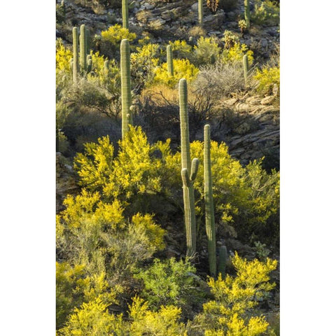 AZ, Coronado NF Saguaro cactus and palo verde Black Modern Wood Framed Art Print by Illg, Cathy and Gordon