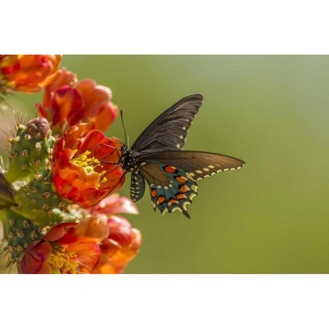 AZ, Sonoran Desert Pipevine swallowtail Black Modern Wood Framed Art Print by Illg, Cathy and Gordon