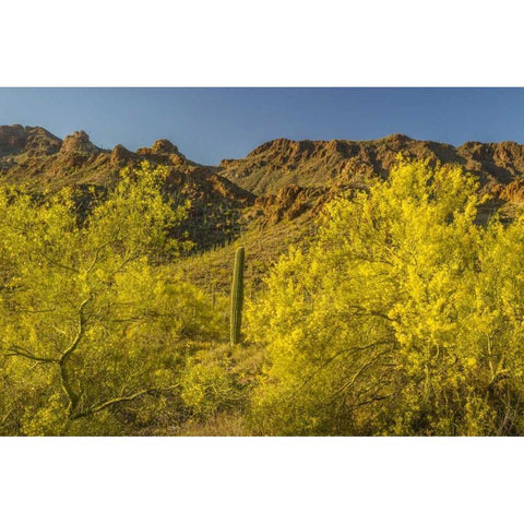 Arizona, Sonoran Desert Saguaro and palo verde Black Modern Wood Framed Art Print by Illg, Cathy and Gordon