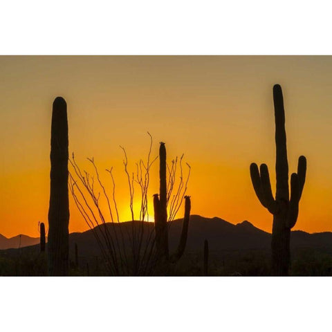 Arizona, Saguaro NP Sunset on desert landscape Black Modern Wood Framed Art Print by Illg, Cathy and Gordon