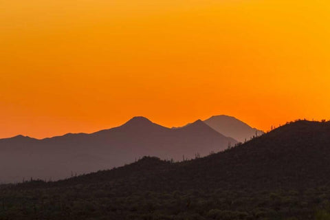 Arizona, Saguaro NP Tucson Mountains at sunset Black Ornate Wood Framed Art Print with Double Matting by Illg, Cathy and Gordon