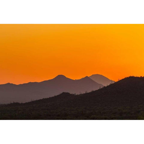 Arizona, Saguaro NP Tucson Mountains at sunset Black Modern Wood Framed Art Print by Illg, Cathy and Gordon
