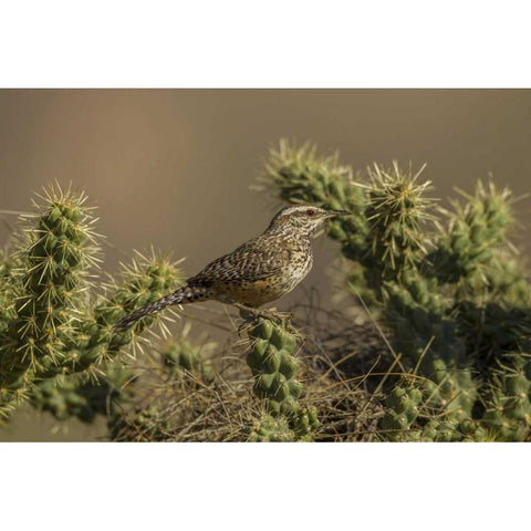 AZ, Sonoran Desert Cactus wren on cholla cactus White Modern Wood Framed Art Print by Illg, Cathy and Gordon