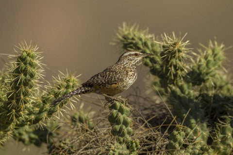 AZ, Sonoran Desert Cactus wren on cholla cactus Black Ornate Wood Framed Art Print with Double Matting by Illg, Cathy and Gordon