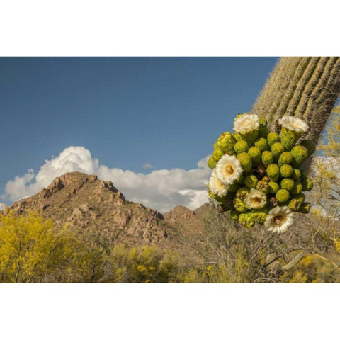 Arizona, Saguaro NP Saguaro cactus blossoms Gold Ornate Wood Framed Art Print with Double Matting by Illg, Cathy and Gordon
