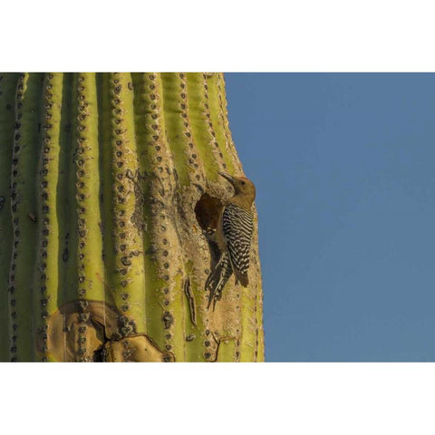 AZ, Sonoran Desert Gila woodpecker at nest hole Black Modern Wood Framed Art Print by Illg, Cathy and Gordon