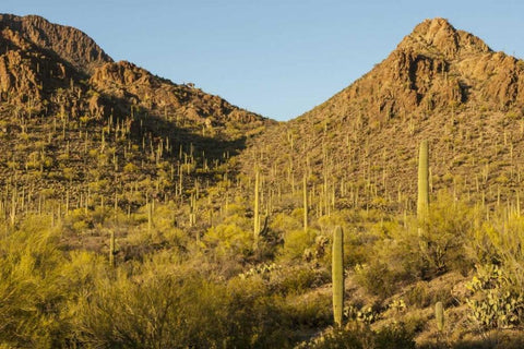 Arizona, Sonoran Desert Saguaro and palo verde Black Ornate Wood Framed Art Print with Double Matting by Illg, Cathy and Gordon