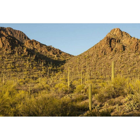 Arizona, Sonoran Desert Saguaro and palo verde Black Modern Wood Framed Art Print by Illg, Cathy and Gordon