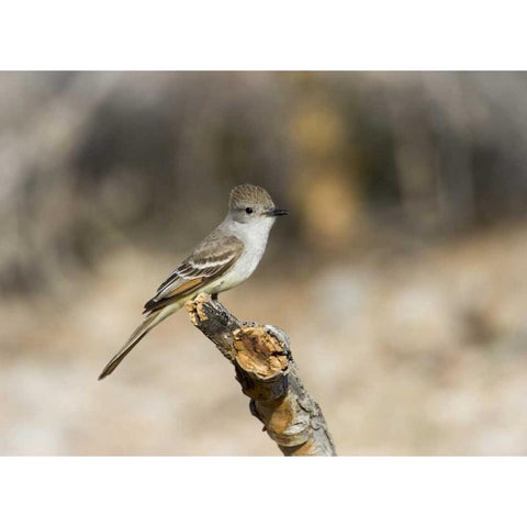 AZ, Buckeye An ash-throated flycatcher on stump Black Modern Wood Framed Art Print by Kaveney, Wendy