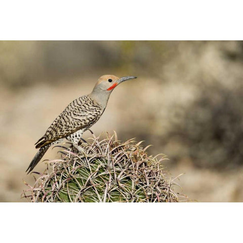 AZ, Buckeye Male gilded flicker on barrel cactus Black Modern Wood Framed Art Print by Kaveney, Wendy